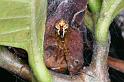 Theridion_pyramidale_D4076_Z_80_Alexandra hills Brisbane_Australie